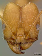 صورة Pheidole susannae Forel 1886