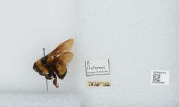 Слика од Bombus fraternus (Smith 1854)