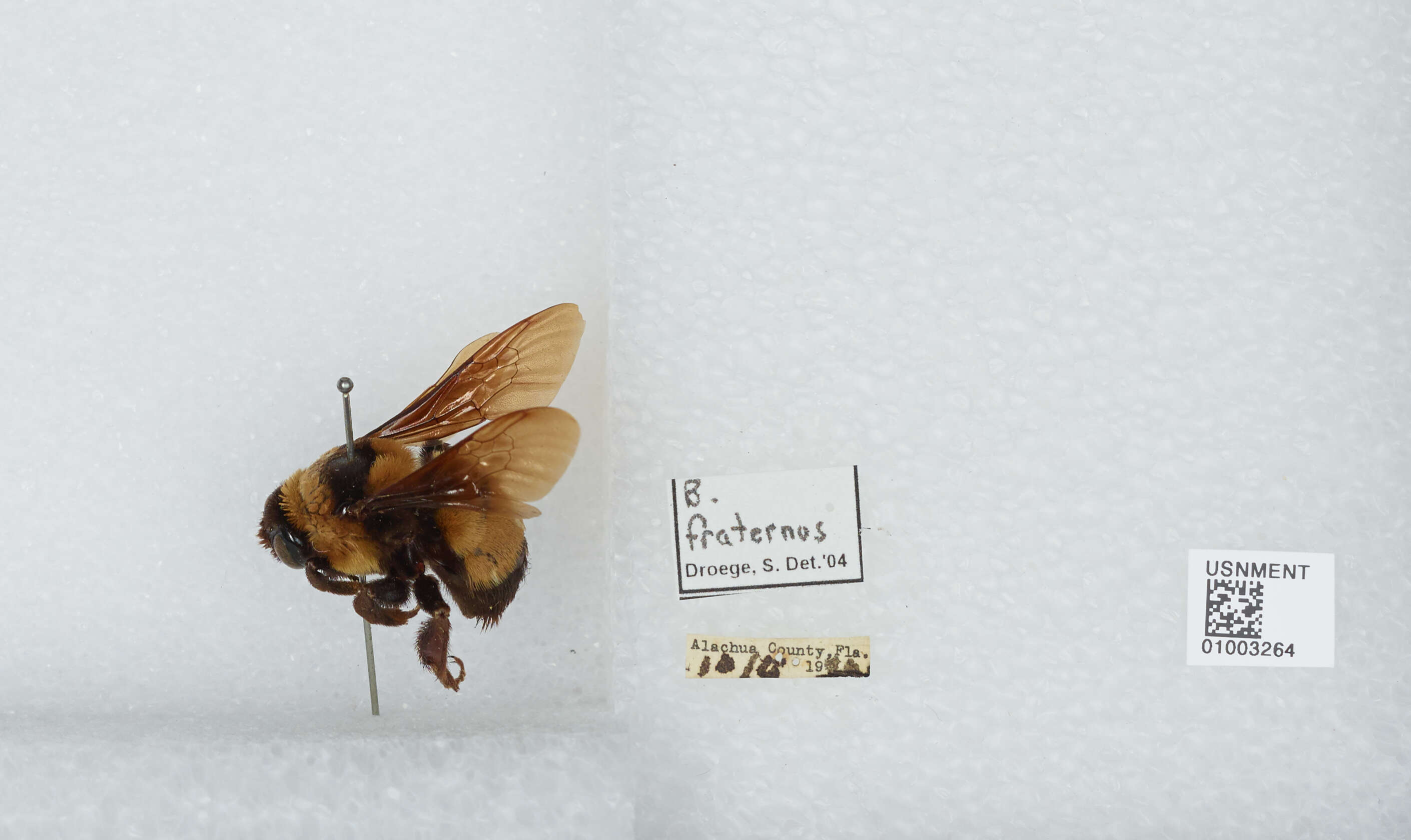 Слика од Bombus fraternus (Smith 1854)