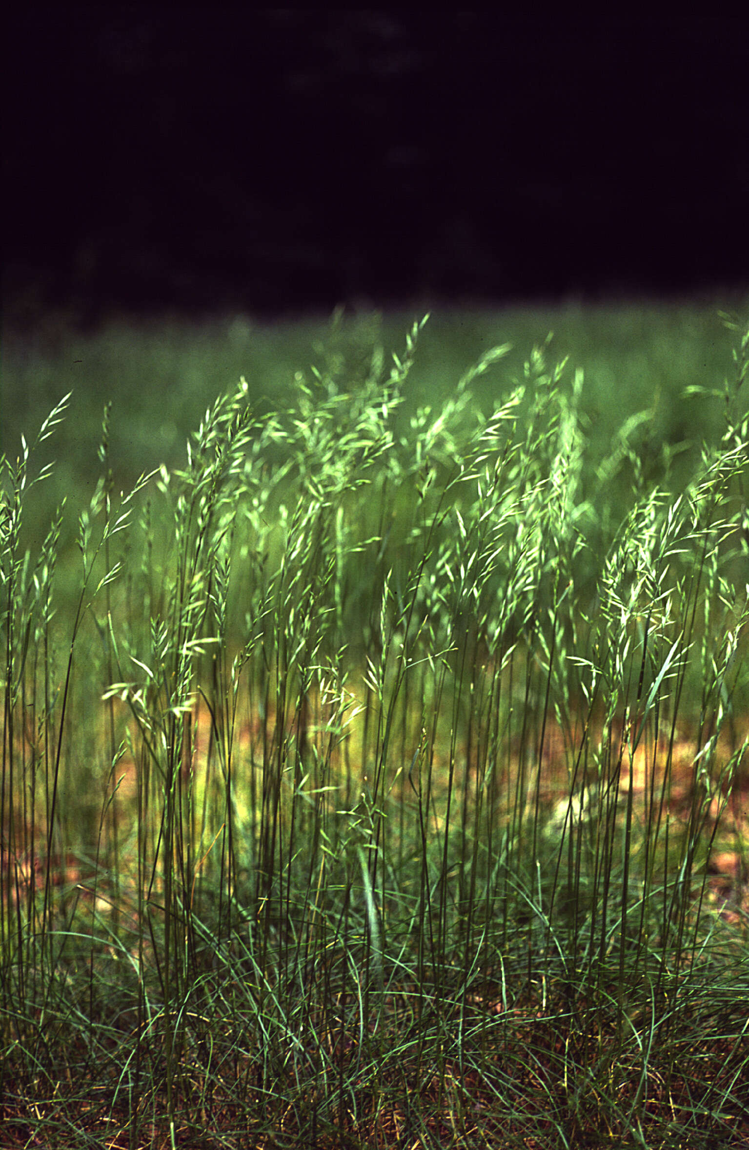 Image of red fescue