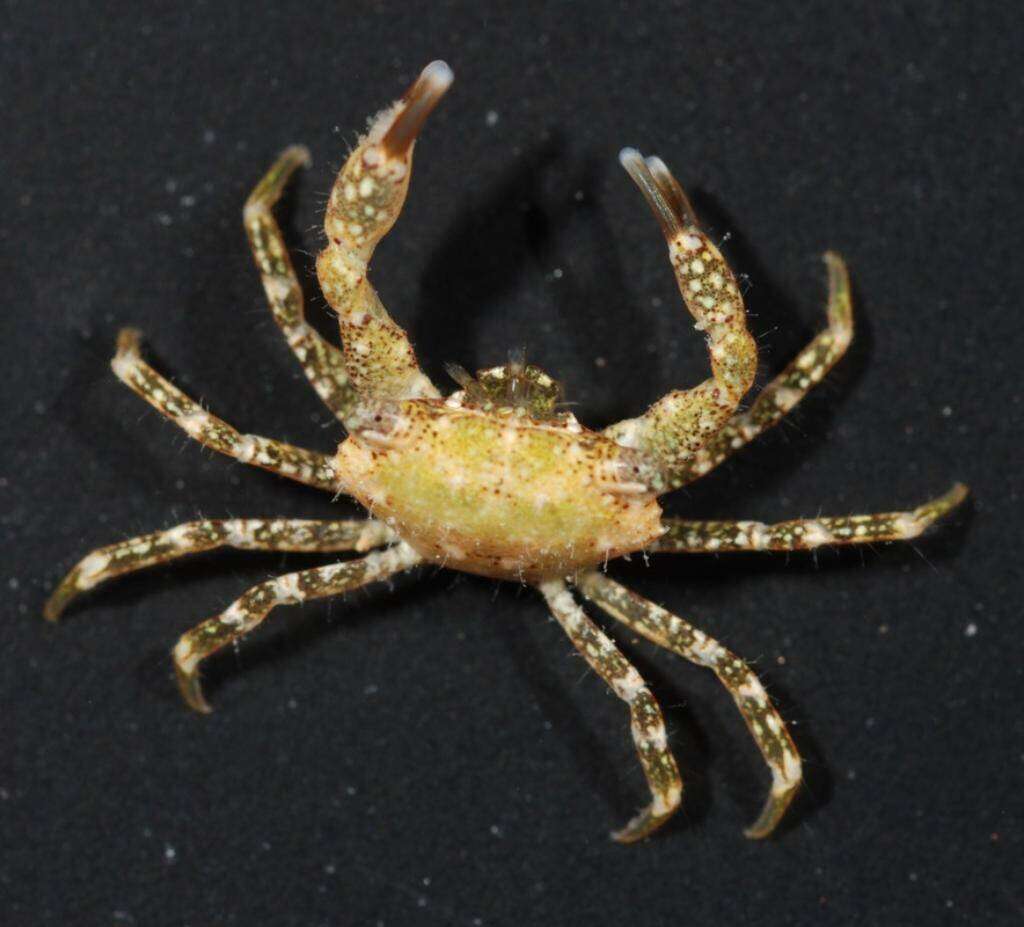 Image of Xanthidae