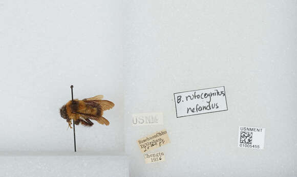 Image of Bombus breviceps Smith 1852