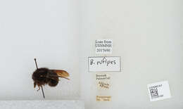 Image of Bombus rufipes Lepeletier 1836