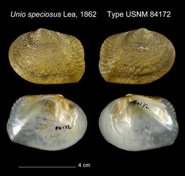 Image of Unio speciosus I. Lea 1862