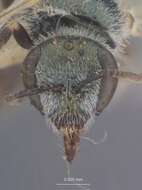 Image of Halictus