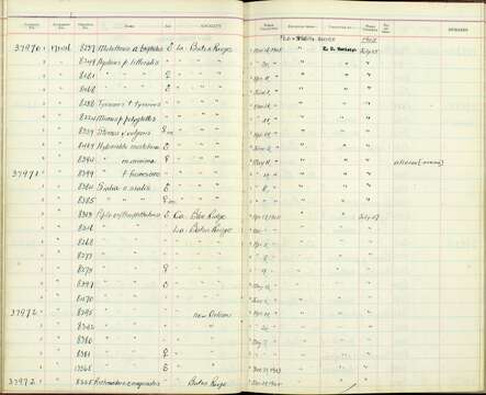 Pipilo erythrophthalmus canaster Howell & AH 1913 resmi