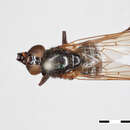 Myiolepta bella Williston resmi