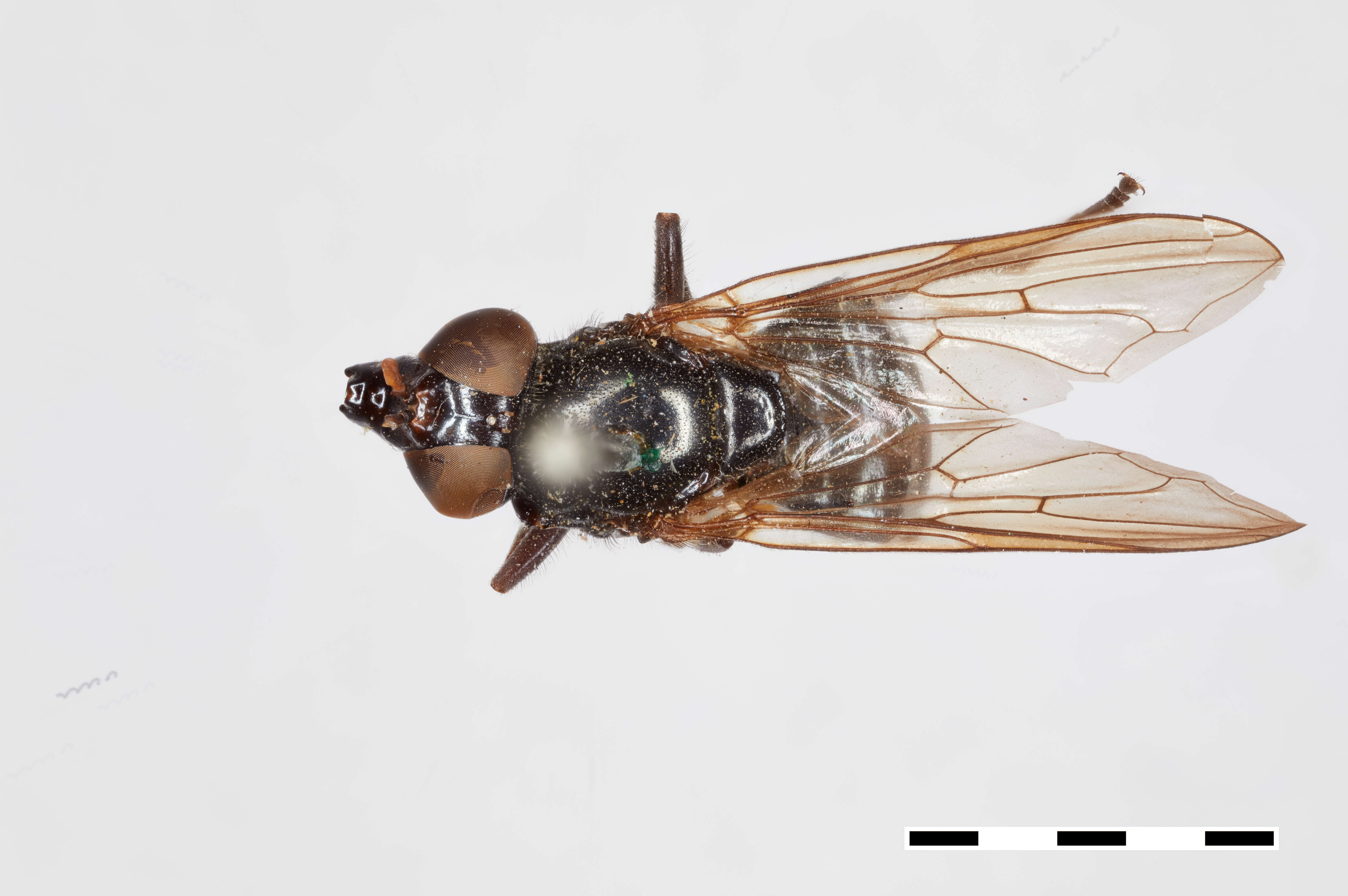 Myiolepta Newman 1838 resmi