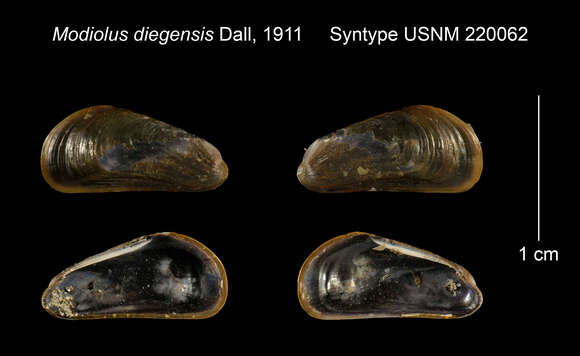 Image of Adula diegensis (Dall 1911)