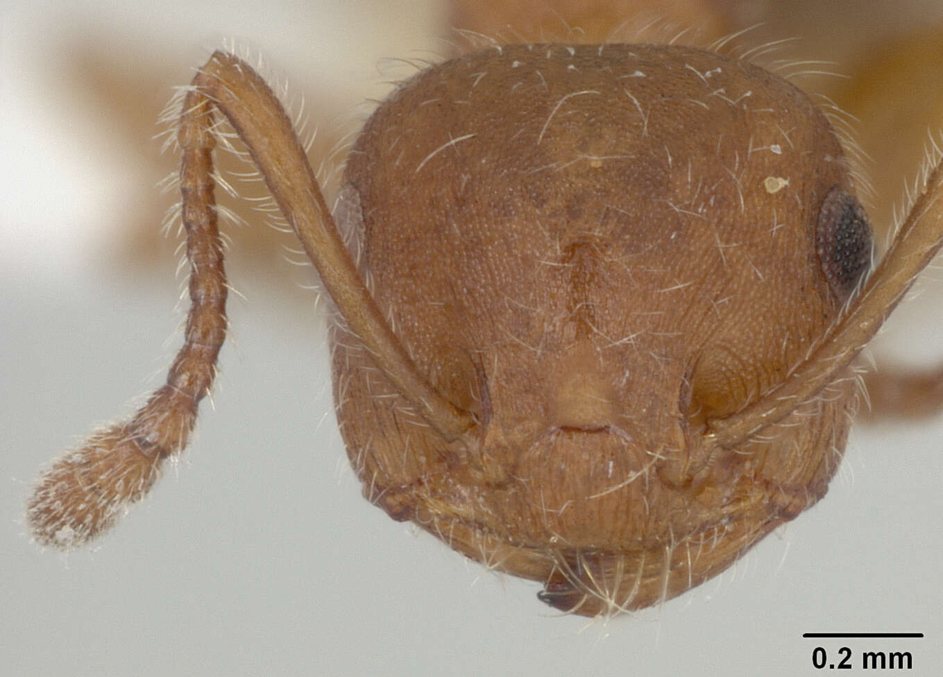 Image of Crematogaster patei Buren 1968