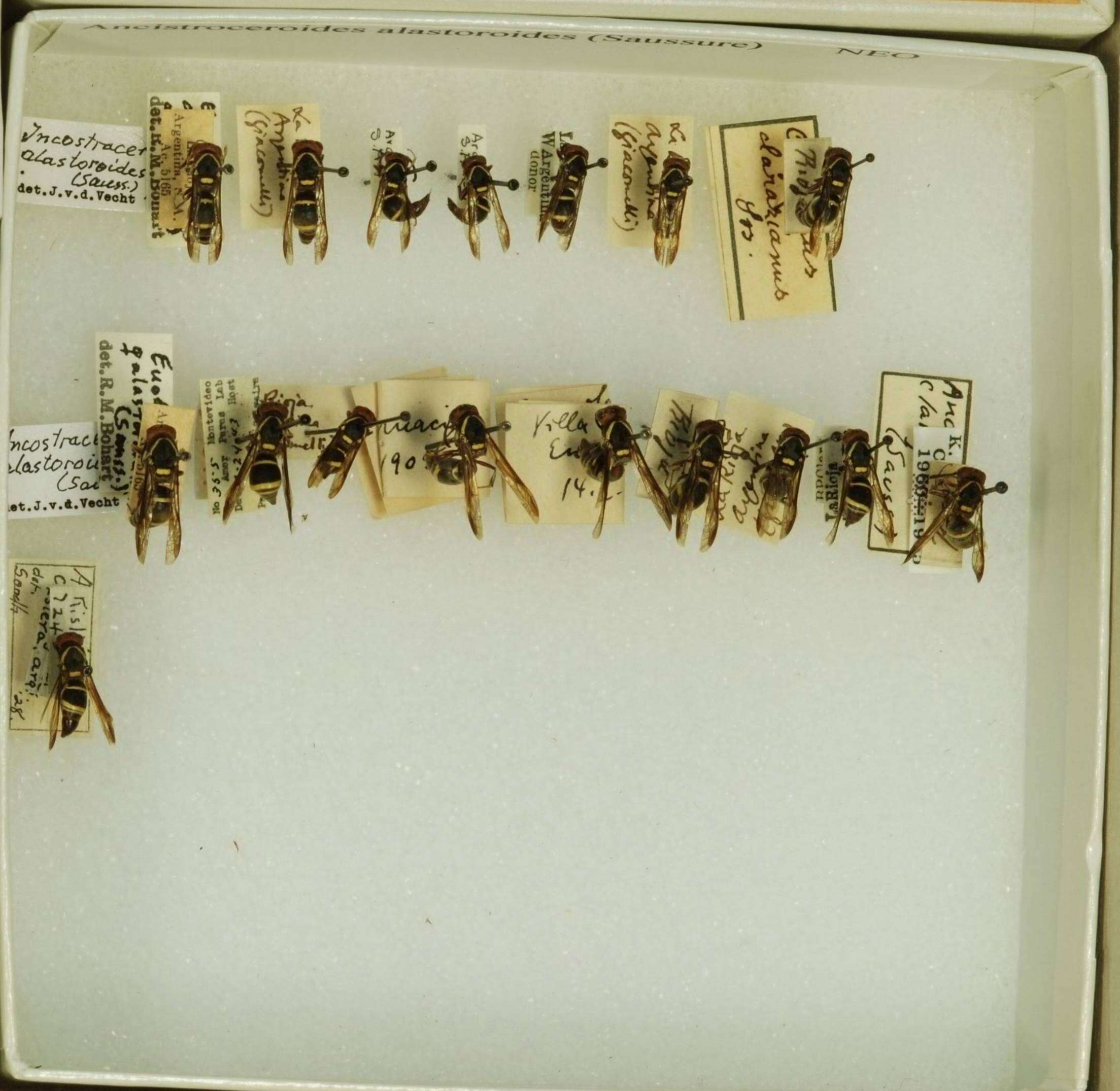 Image de <i>Ancistroceroides alastoroides</i>