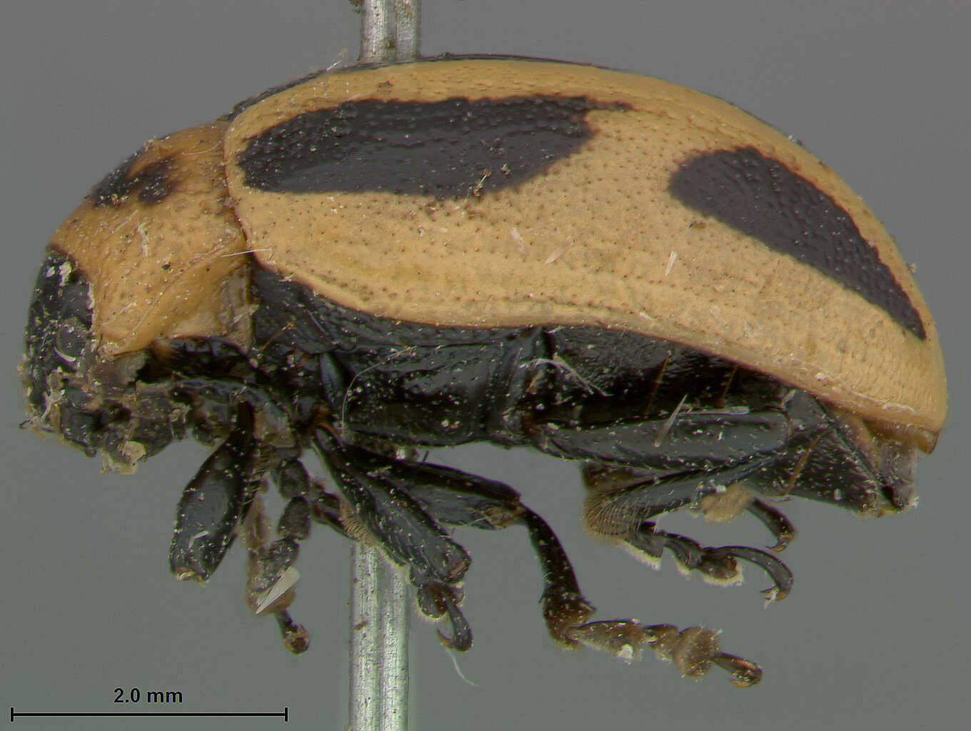 Image of Calligrapha (Bidensomela) californica Linell 1896