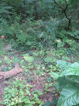 Image of Eastern Bottle-Brush Grass