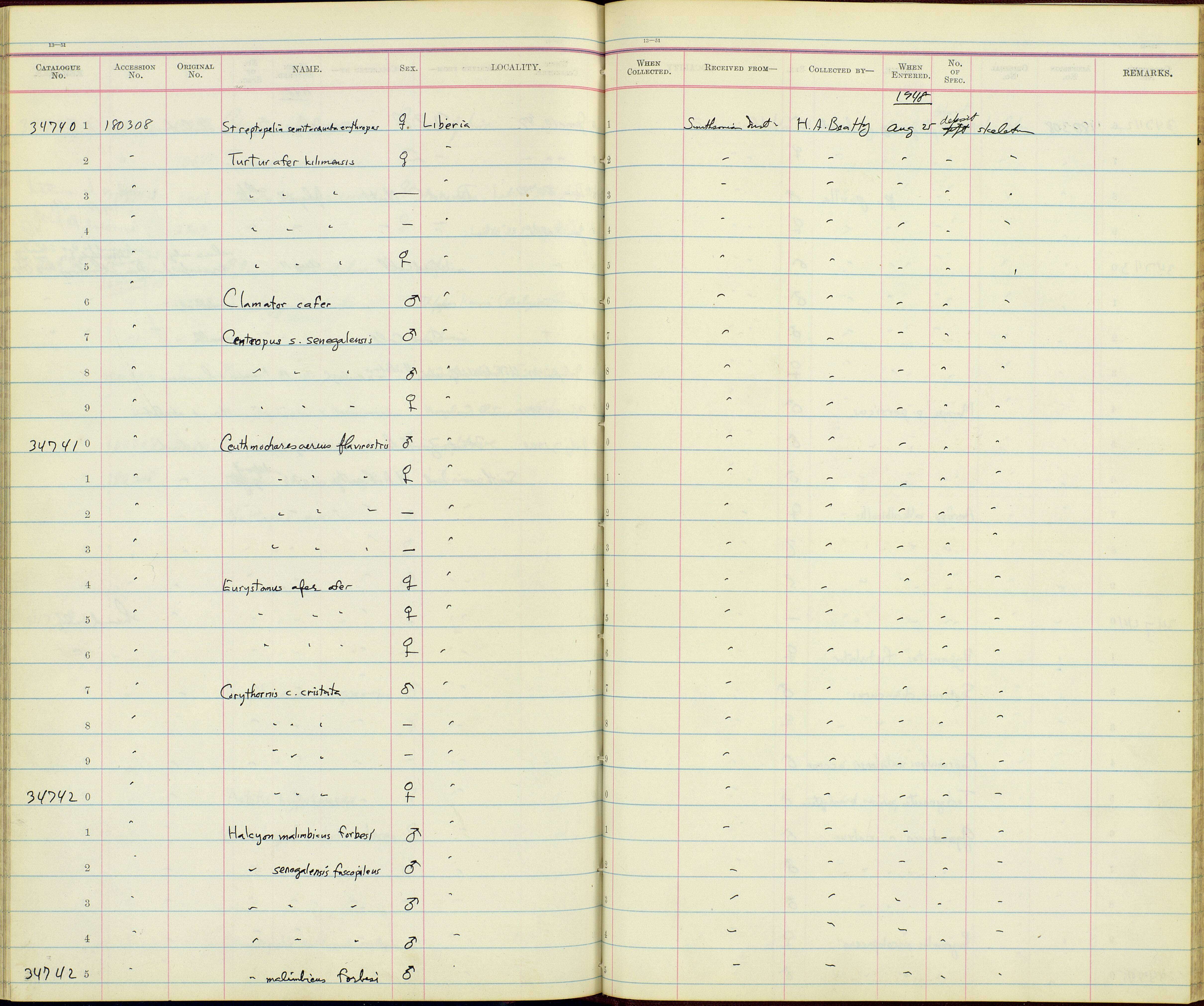 Halcyon malimbica forbesi Sharpe 1892 resmi