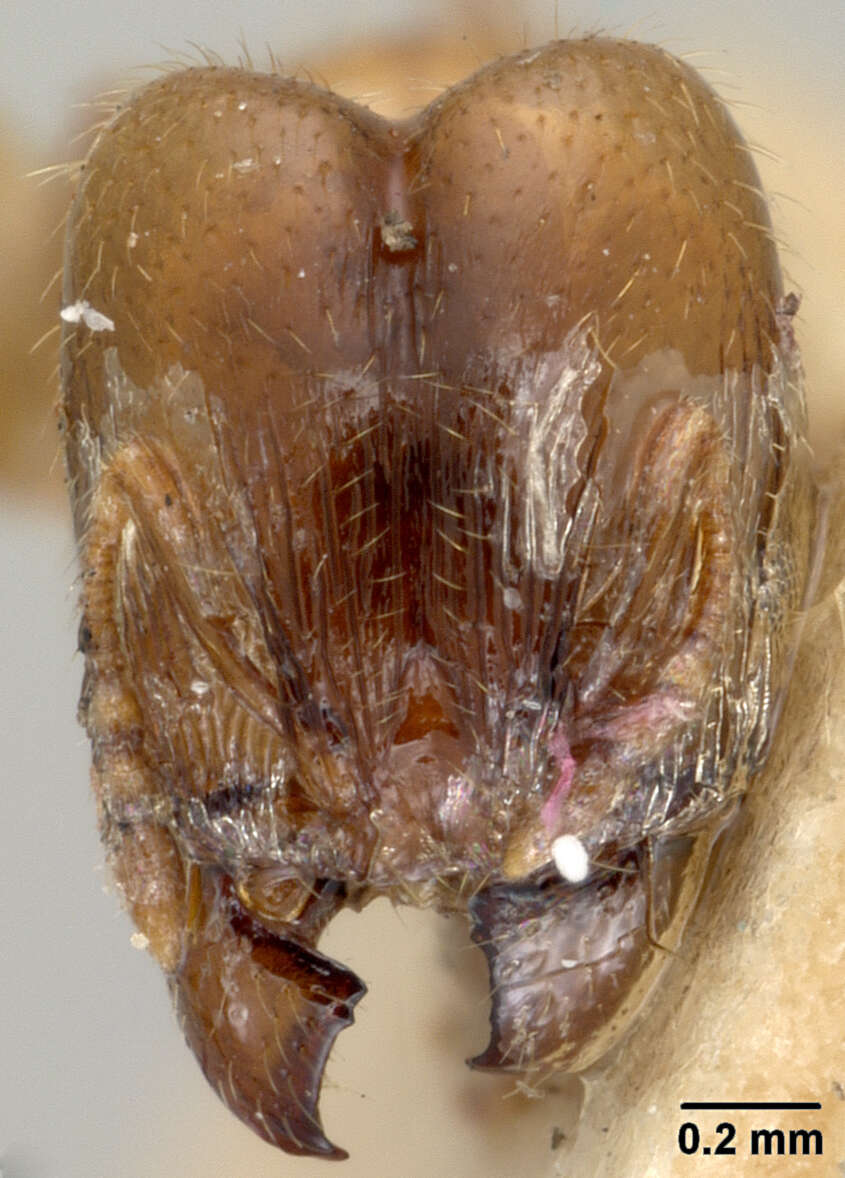 Image of Pheidole chalca Wheeler 1914