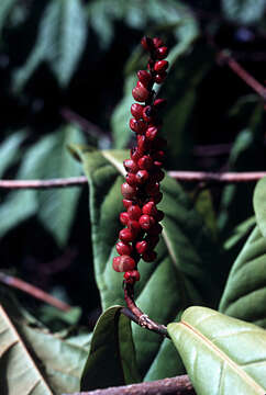 Coccoloba venosa L. resmi