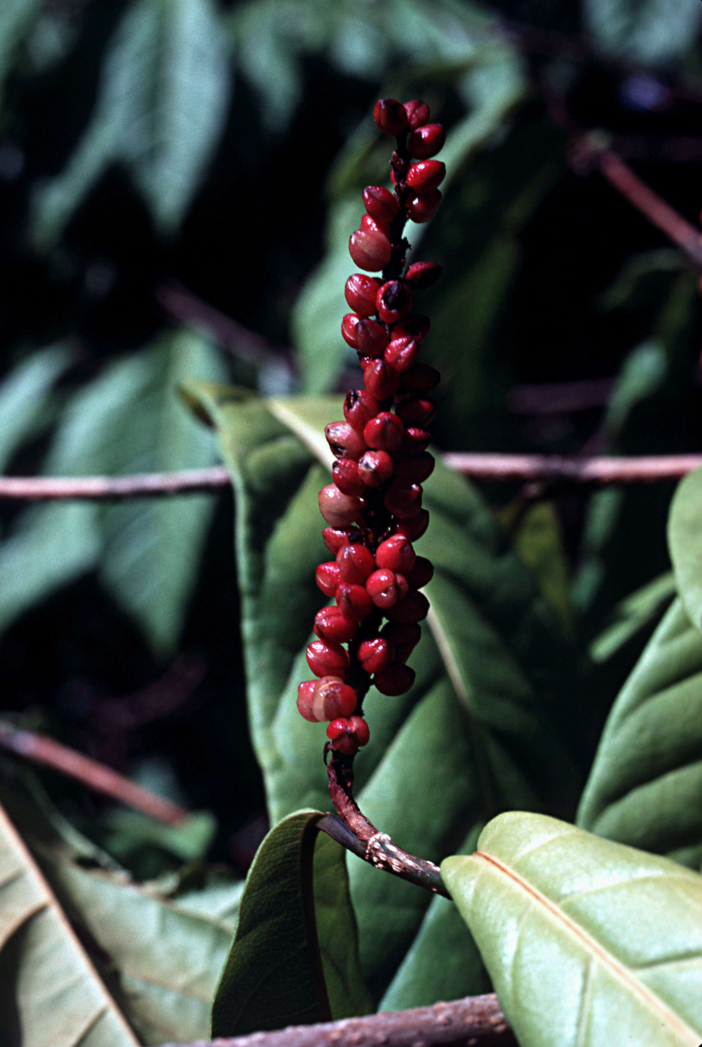 Image of false chiggergrape