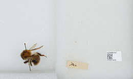 Image of Common carder bumblebee