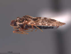 Image of Dictyonota pakistana Drake & Maldonado 1959