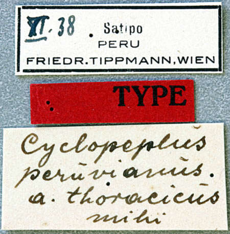 Image of Cyclopeplus peruvianus Tippmann 1939