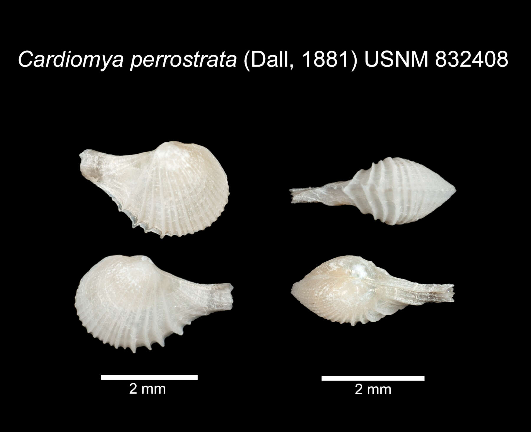 Image of Cardiomya perrostrata (Dall 1881)