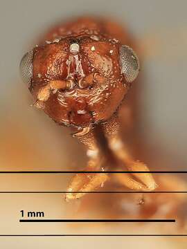 Image of Pseudometagea hillmeadia Girault 1916