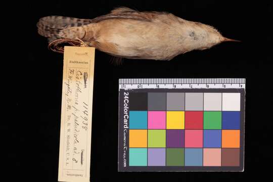 Image of Western Marsh Wren