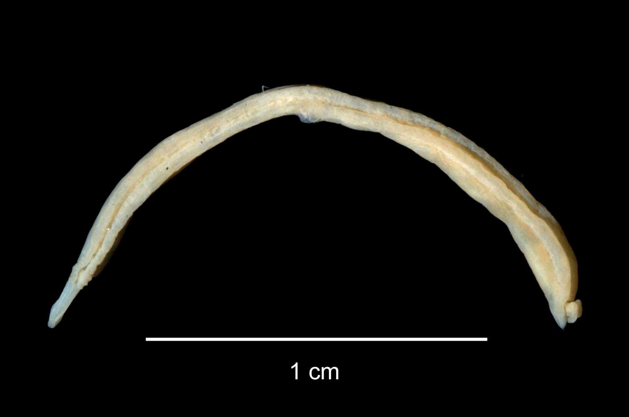 Sivun Ophelina breviata (Ehlers 1913) kuva