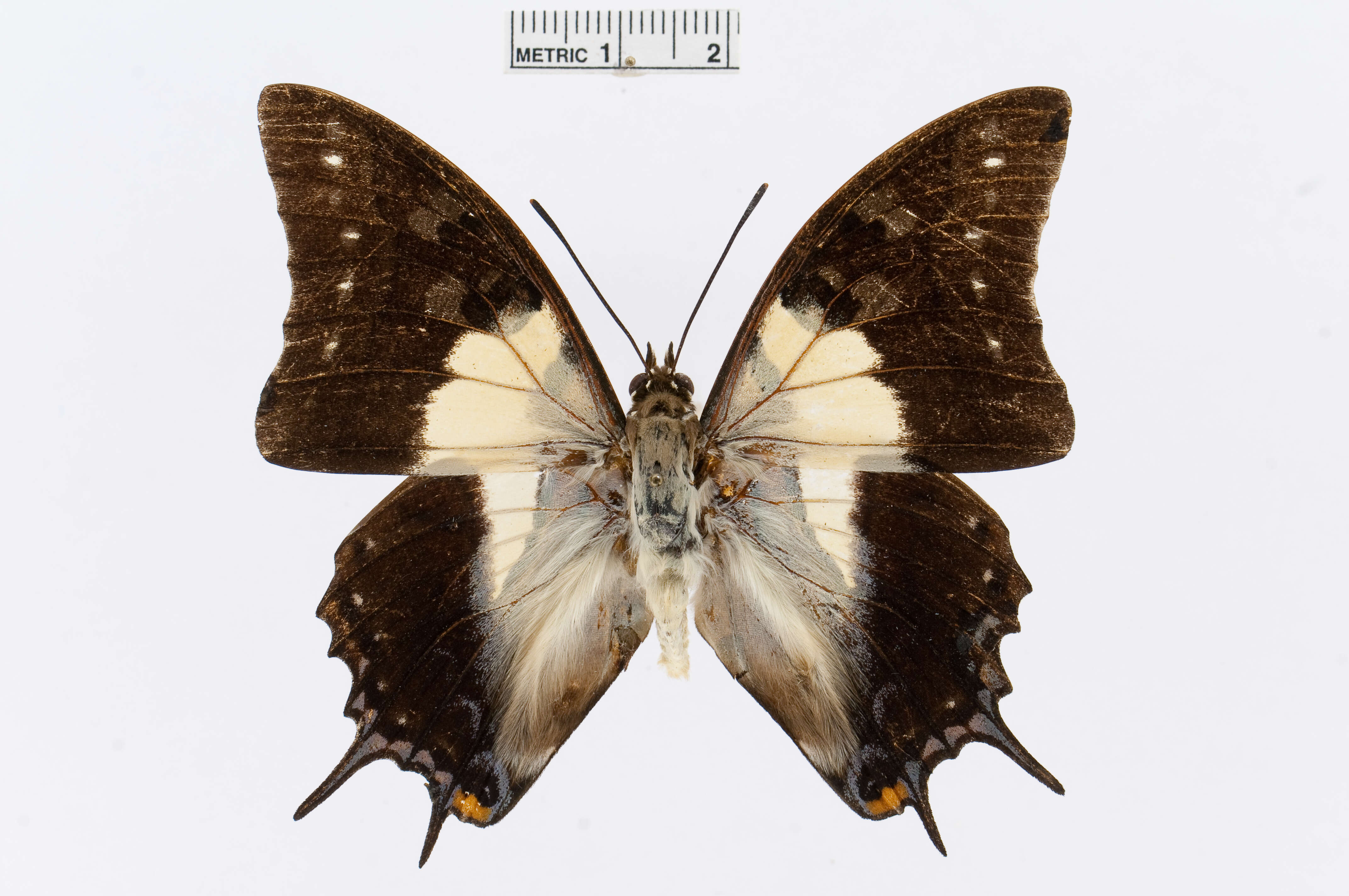 Image of Polyura pyrrhus Linnaeus 1758