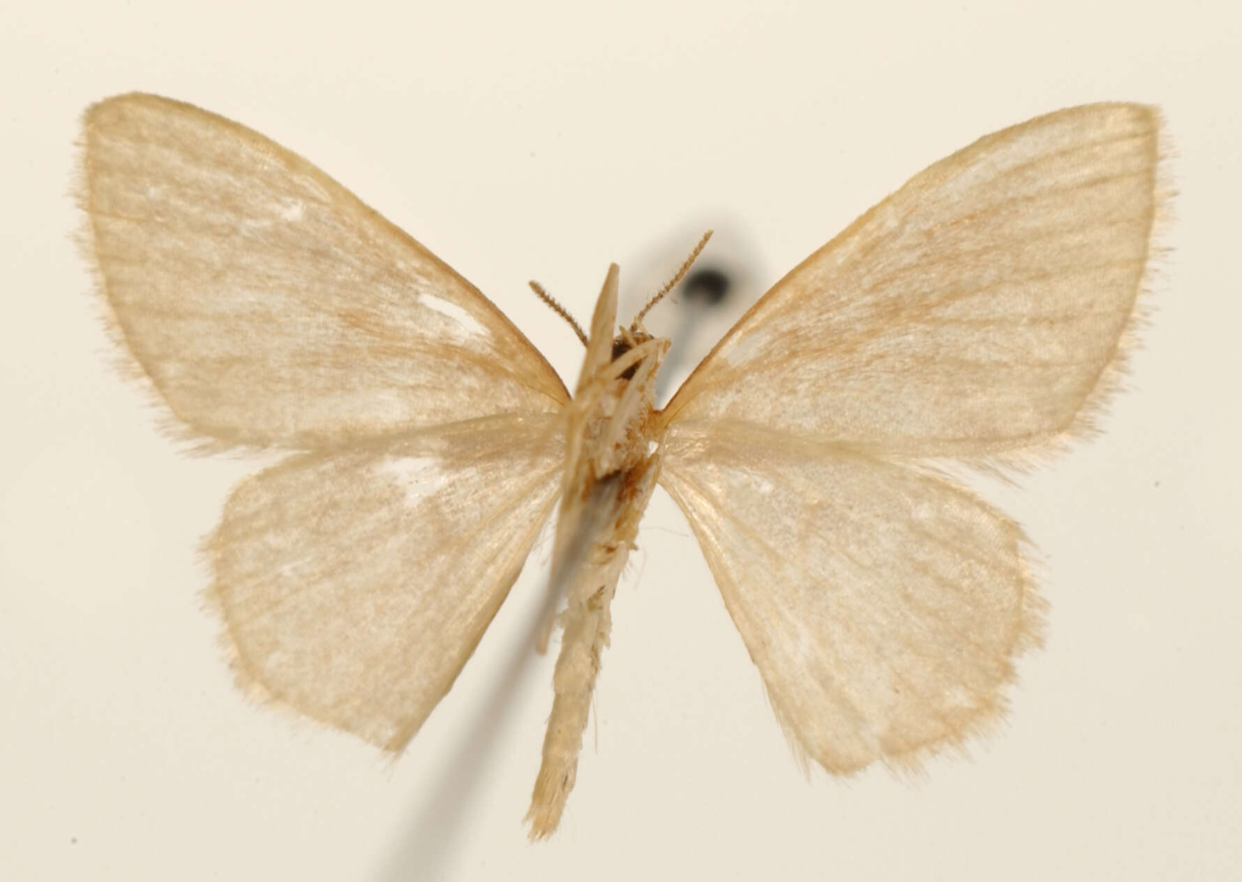 Image of <i>Calyptocome rivularia</i> Dyar