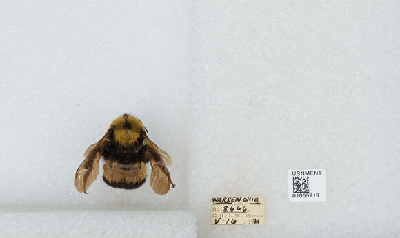 Слика од Bombus affinis Cresson 1864