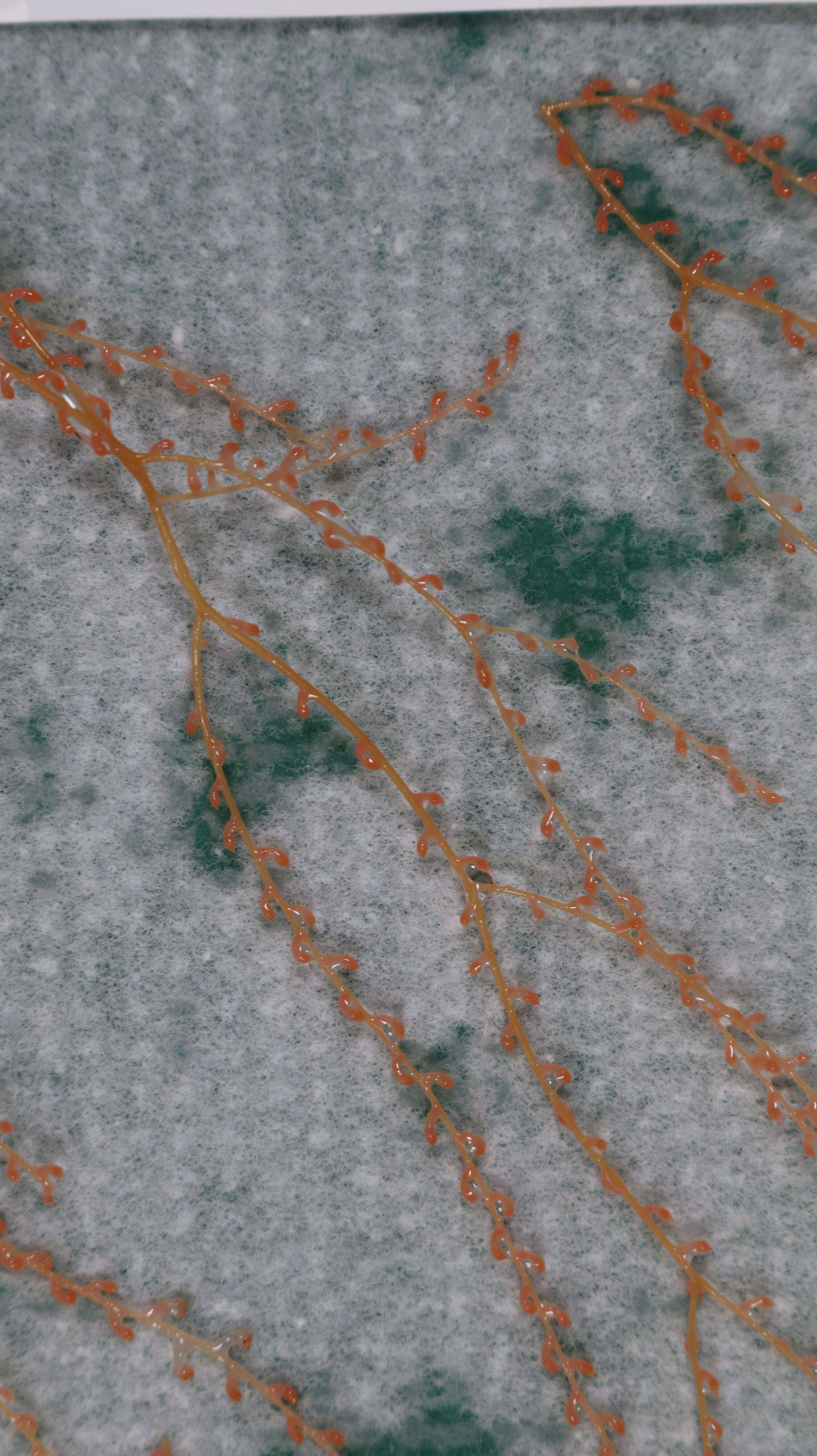 Image of Plumarella circumoperculum Cairns 2010