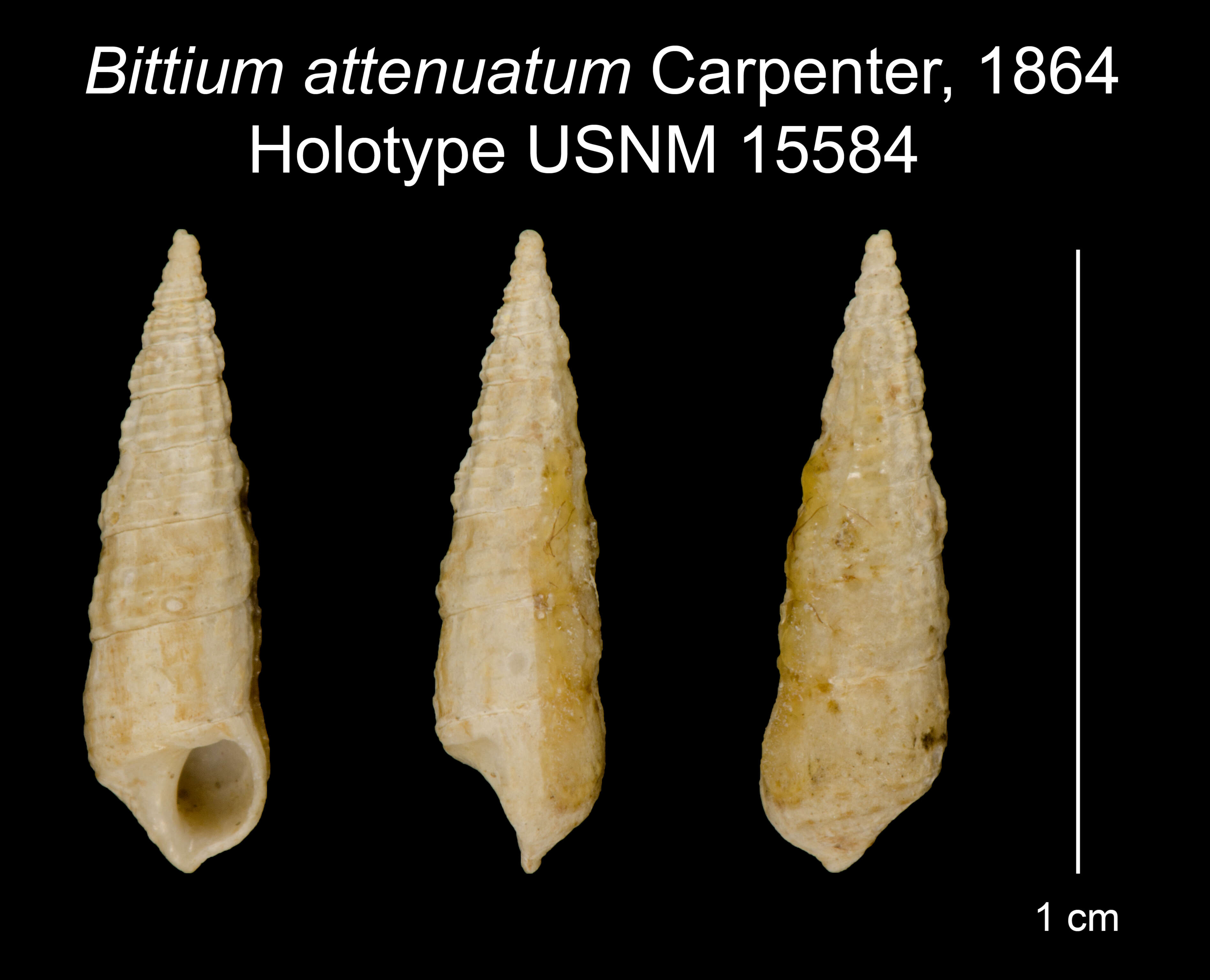 Image of Lirobittium attenuatum (Carpenter 1864)