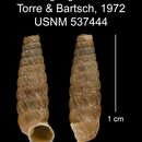 Image of Arangia gundlachi C. Torre & Bartsch 1972