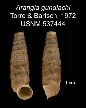 Image of Arangia gundlachi C. Torre & Bartsch 1972