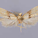 Image of Eupoecilia cracens Diakonoff 1982