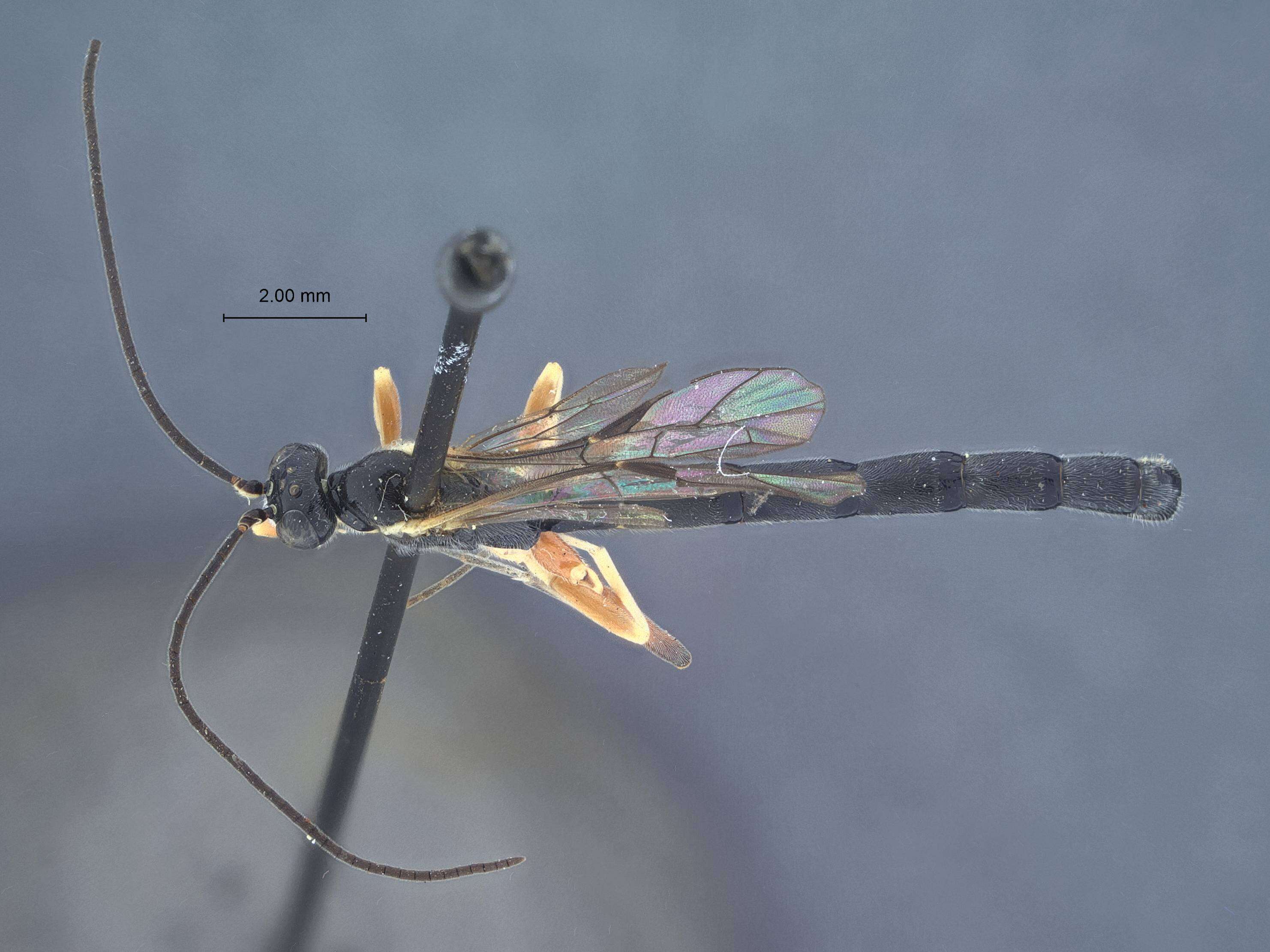 Image de <i>Pimpla spatulatus</i> Townes 1960