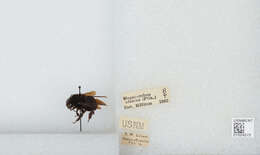 Image of Bombus pauloensis Friese 1912