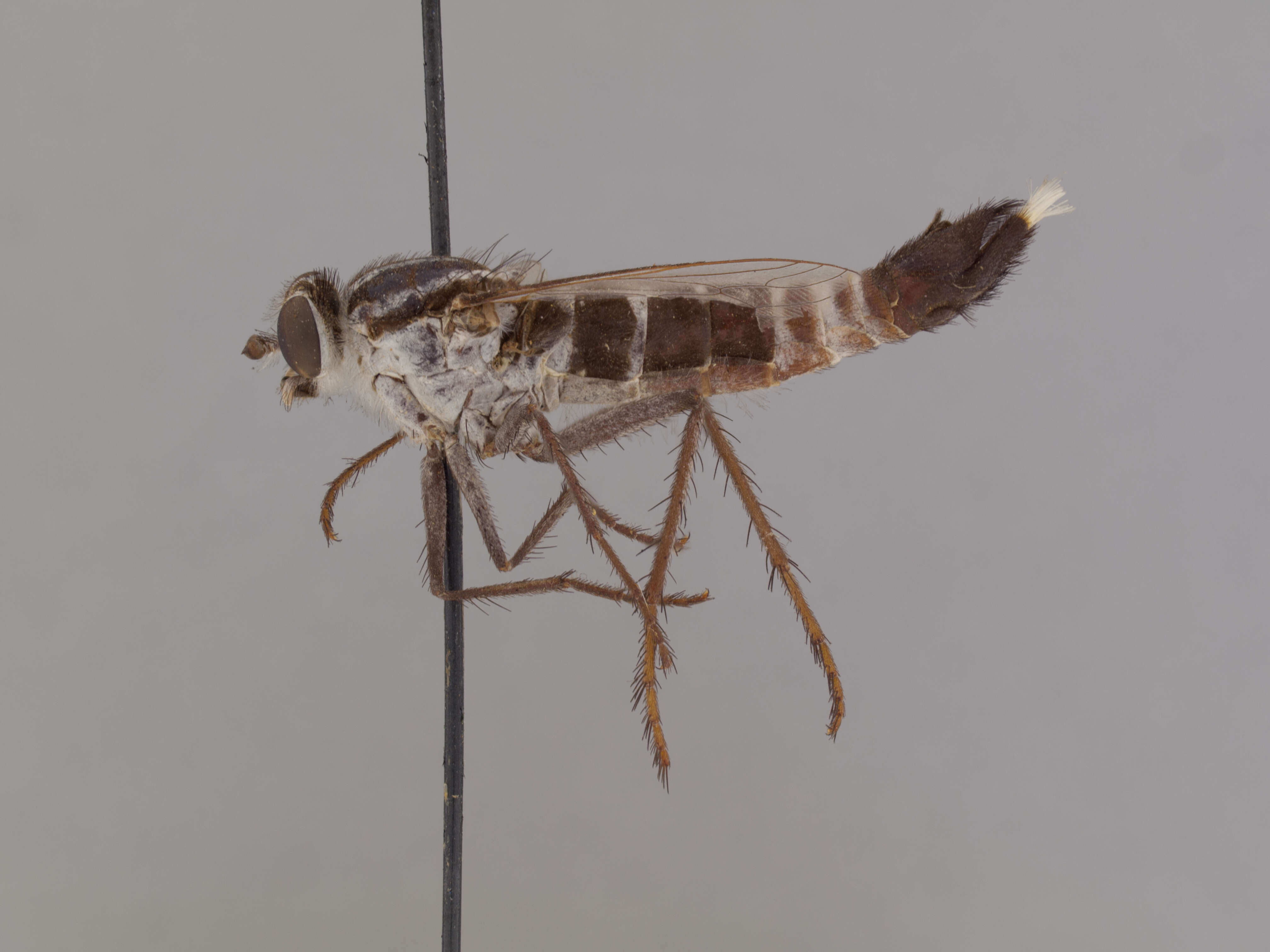 Image of Apiocera braunsi Melander 1907