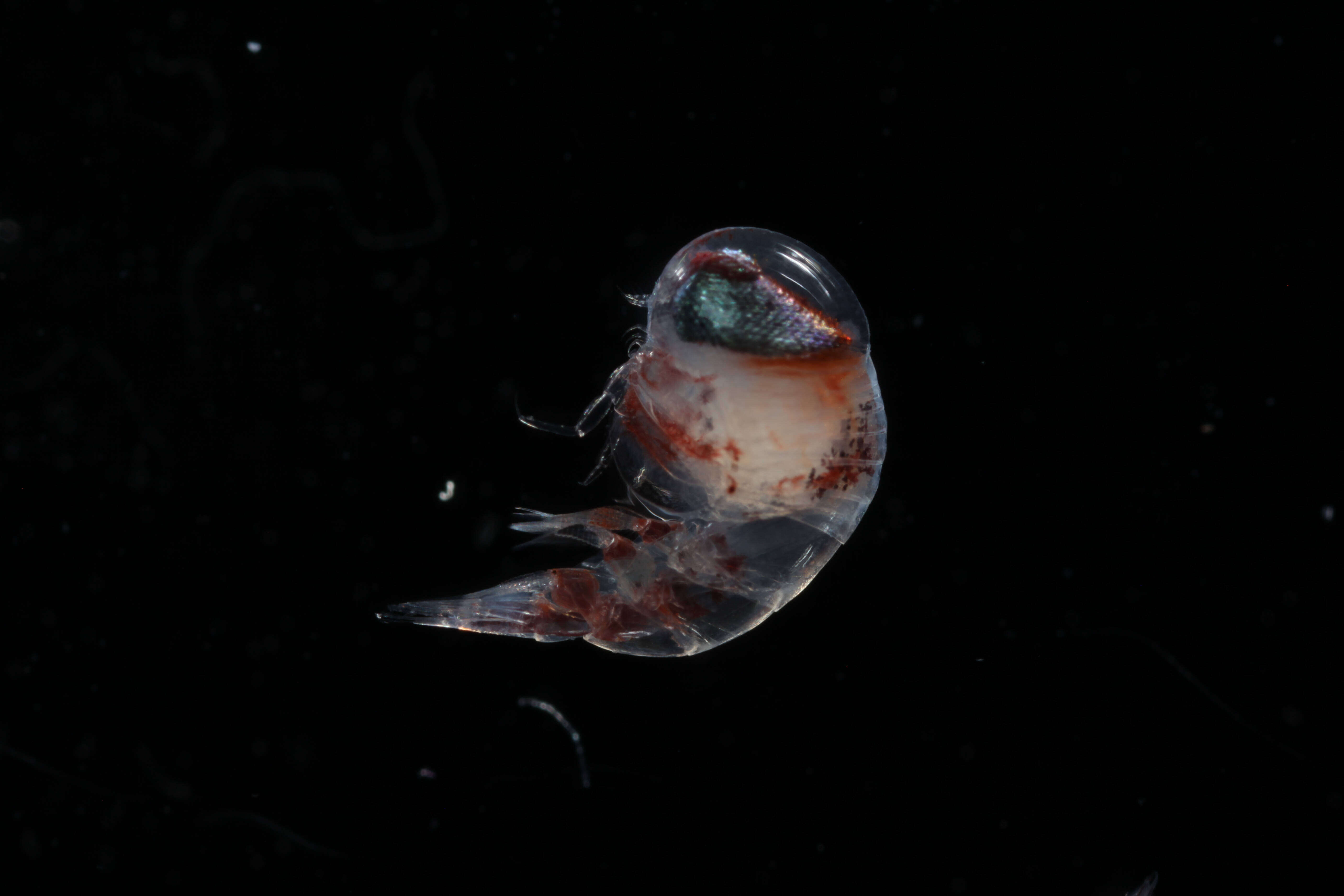 Image of Amphipoda