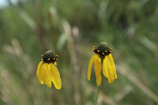 Rudbeckia mohrii A. Gray的圖片