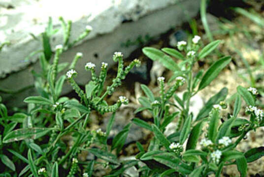 Image of fourspike heliotrope