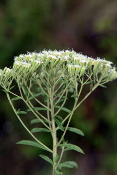 Image of sawtooth candyleaf