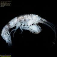 Image of Amphipoda