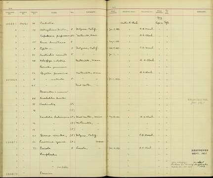 Pinicola enucleator leucura (Müller & Pls 1776) resmi