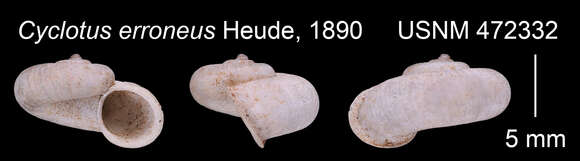 Image of Platyrhaphe erronea (Heude 1890)