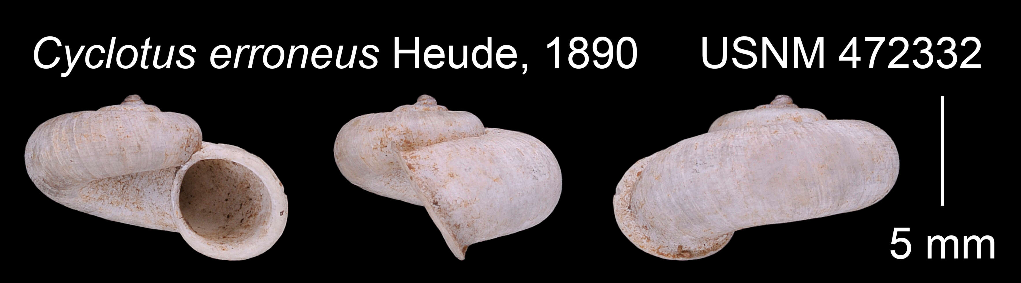 Image of Platyrhaphe erronea (Heude 1890)