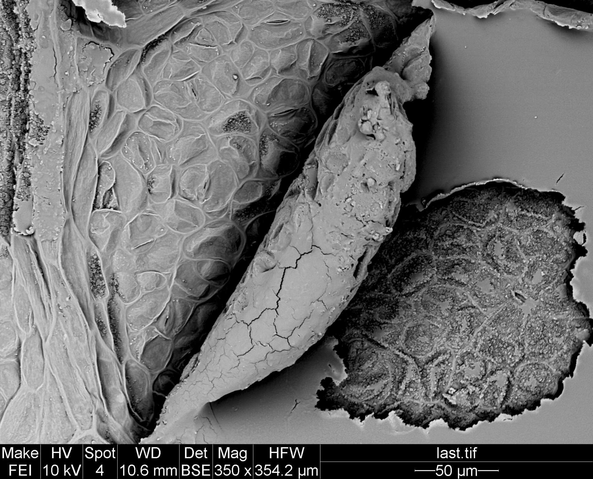 Staphylea holocarpa Hemsl.的圖片