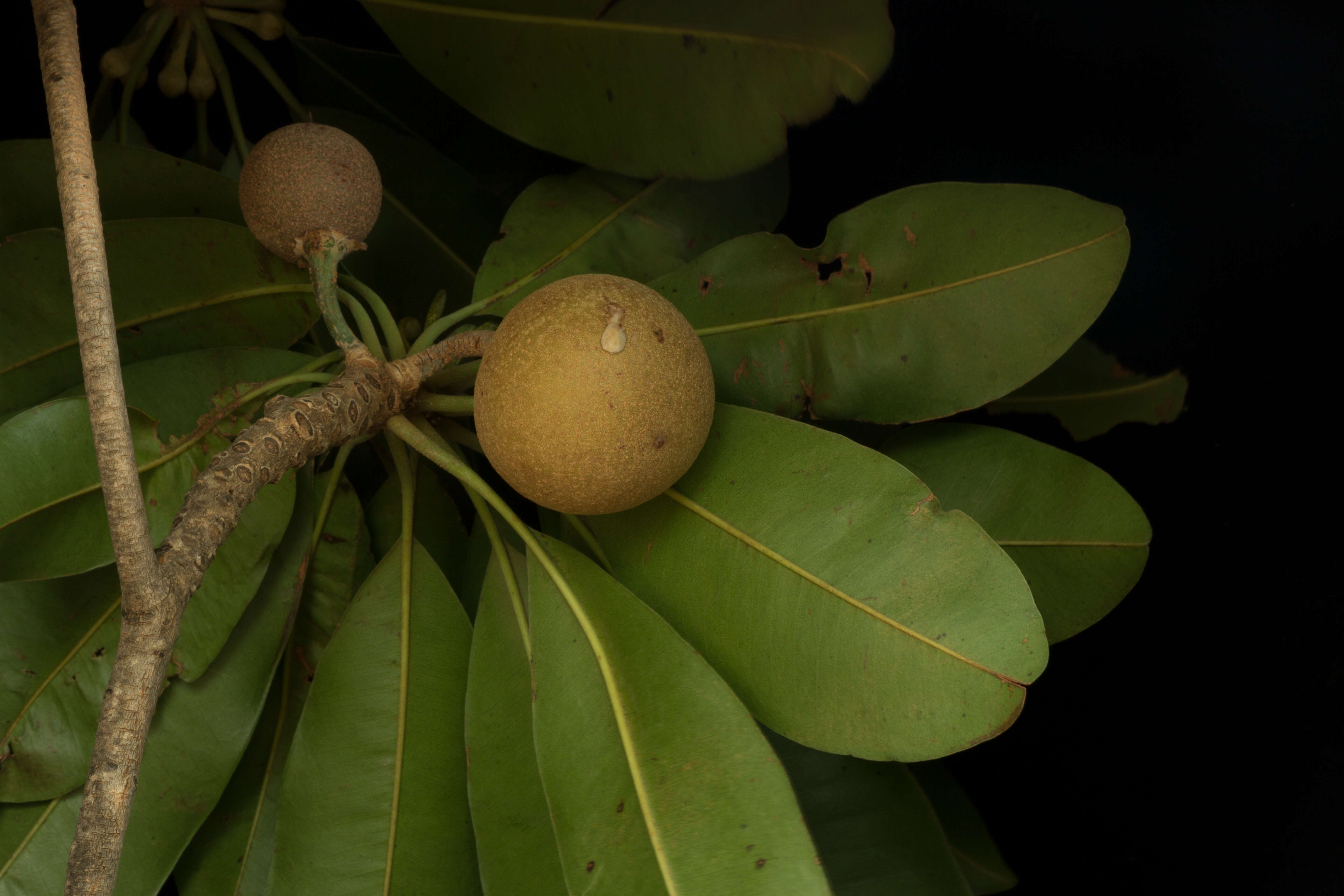 Image of sapodilla