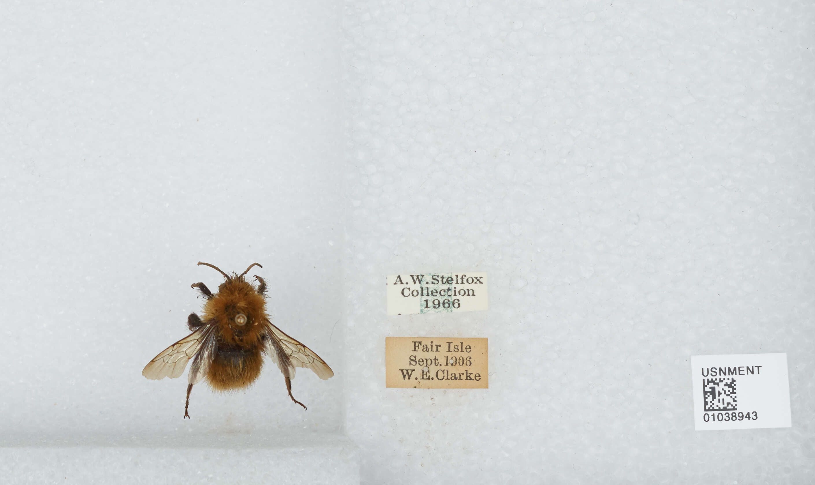 Image of Common carder bumblebee